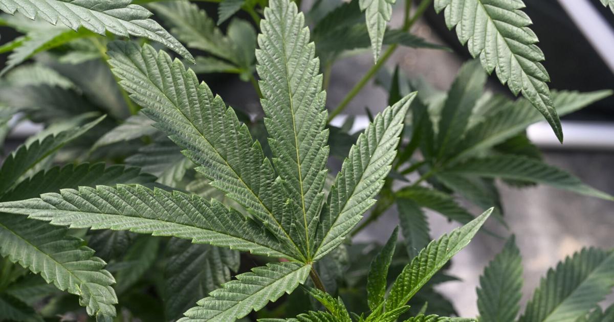 Slow start to New York’s legal pot market leaves farmers holding the bag Slow start to New York’s legal pot market leaves farmers holding the bag