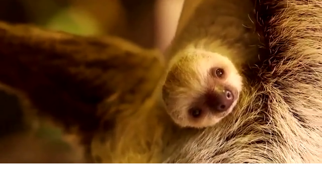 baby sloth yawning