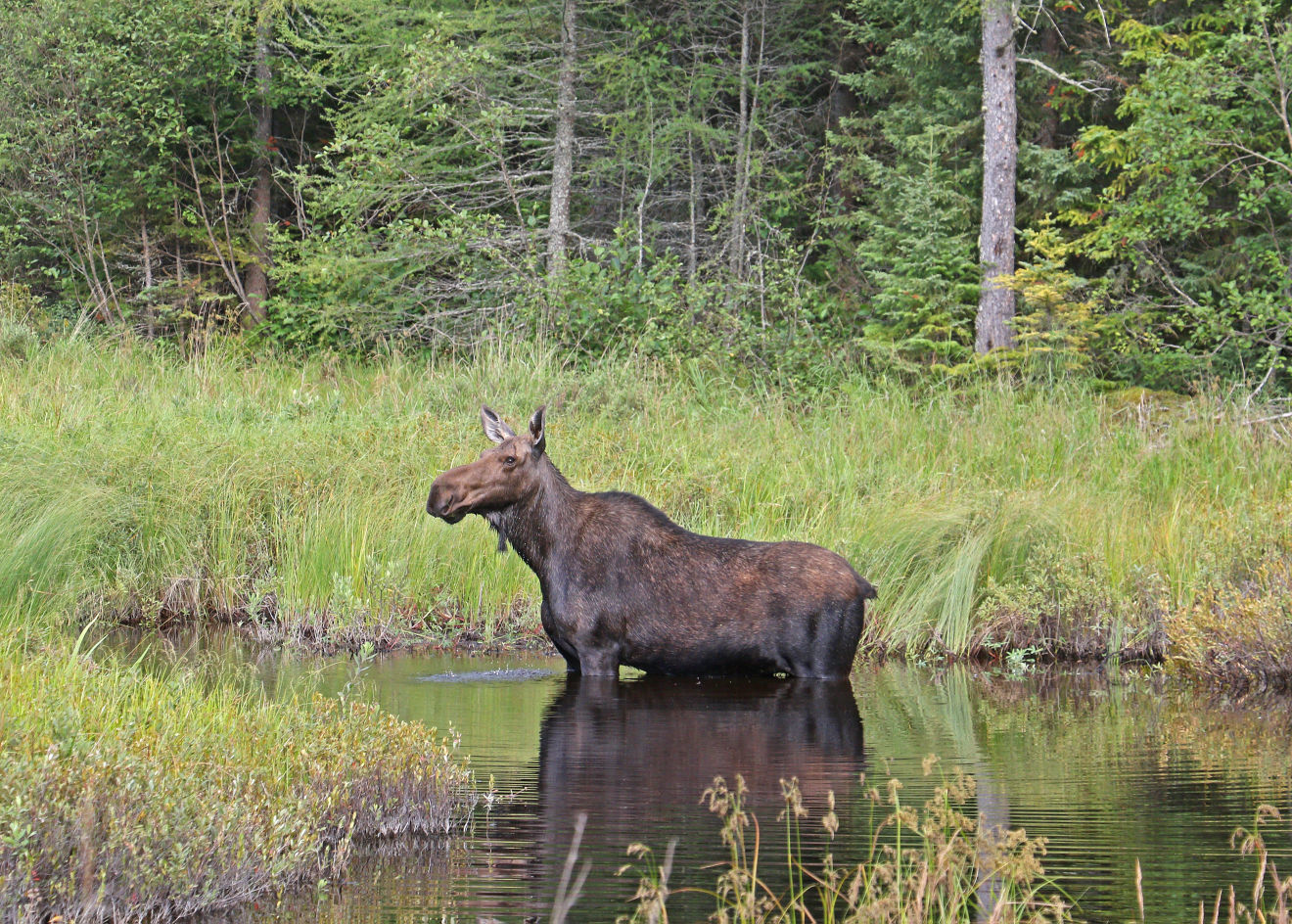 Minnesota Moose May Be Headed For Endangered List