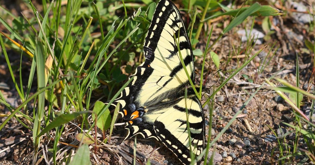 Butterfly Rint Butterfly