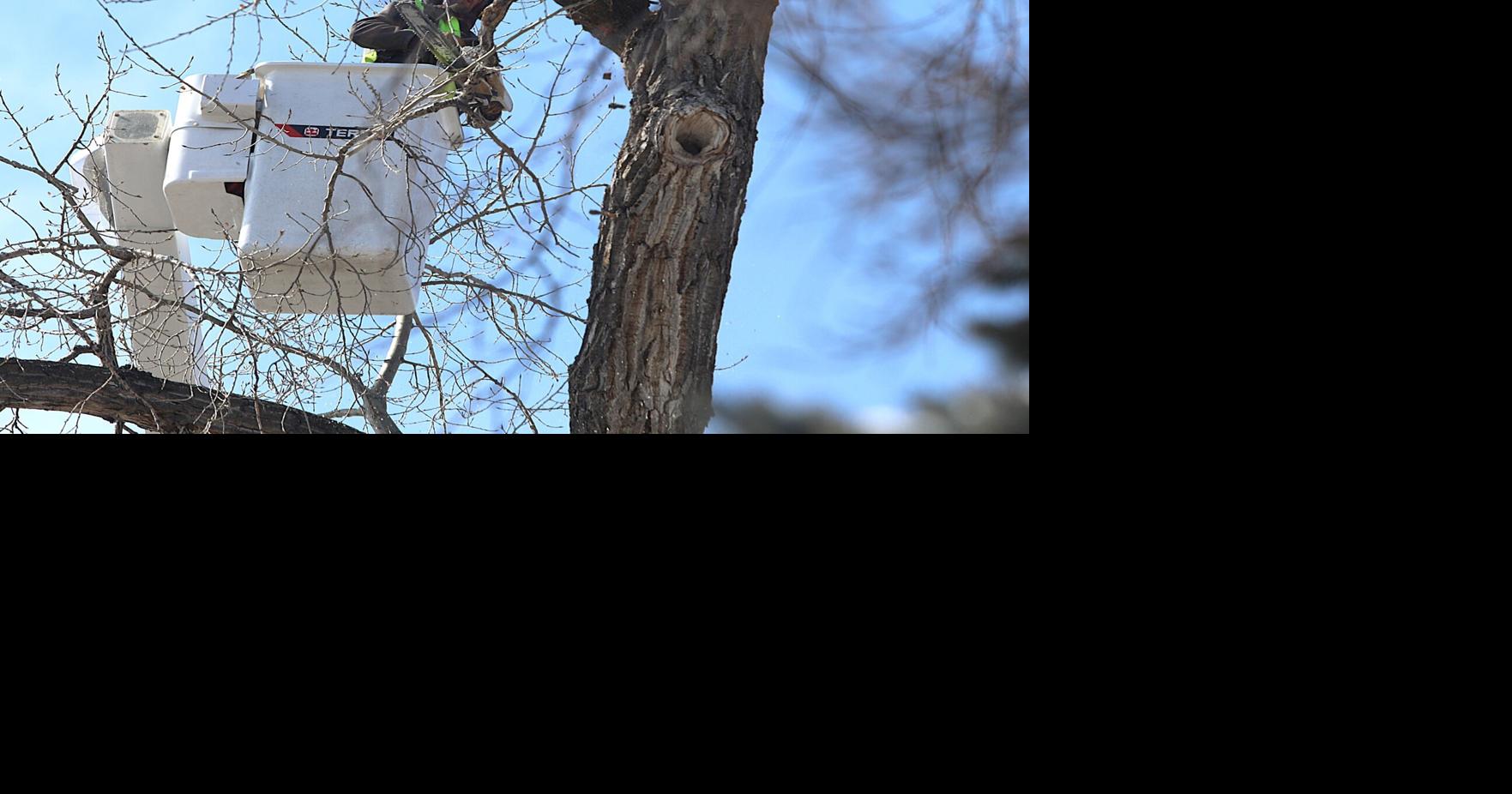 Tree removal to impact downtown traffic