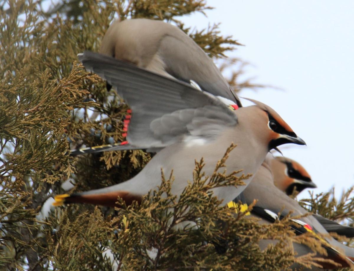 Bohemian Waxwings