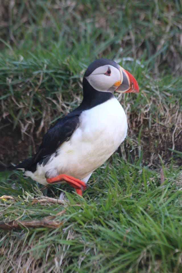 Puffin from Borgarfjörður Eystri, Iceland