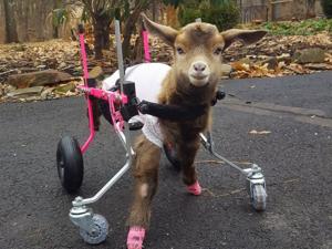 Goats on wheels: U.S. sanctuary gives prosthetics, carts to disabled goats
