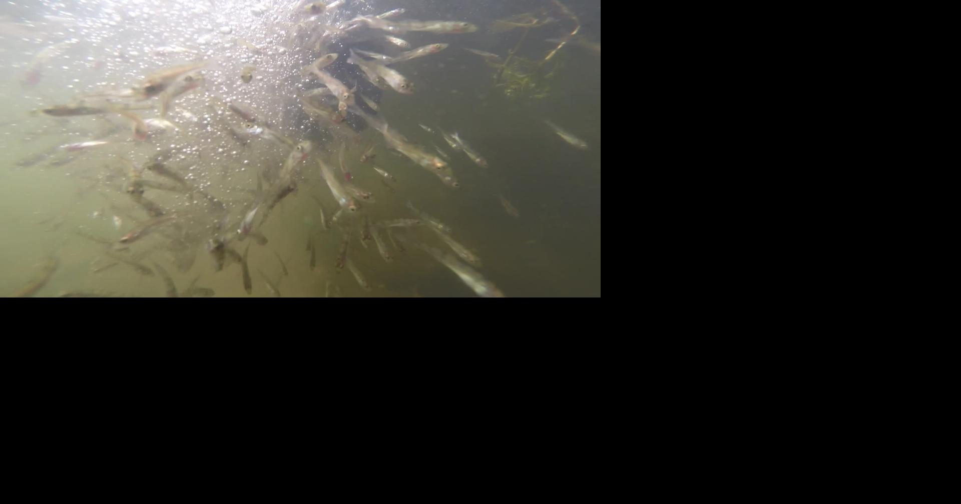N.D. Outdoors - Fish Stocking Plans 2024