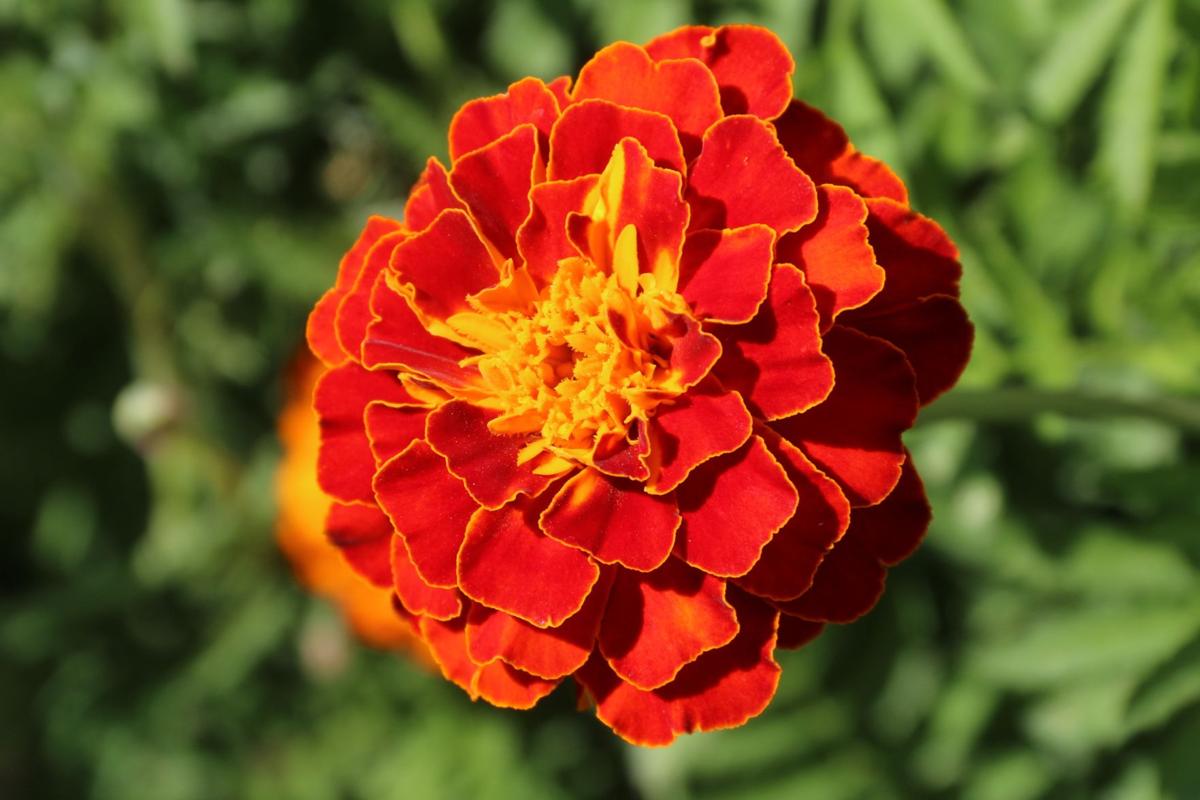 Marigold