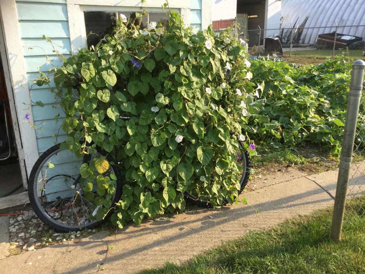 Morning Glory plant!