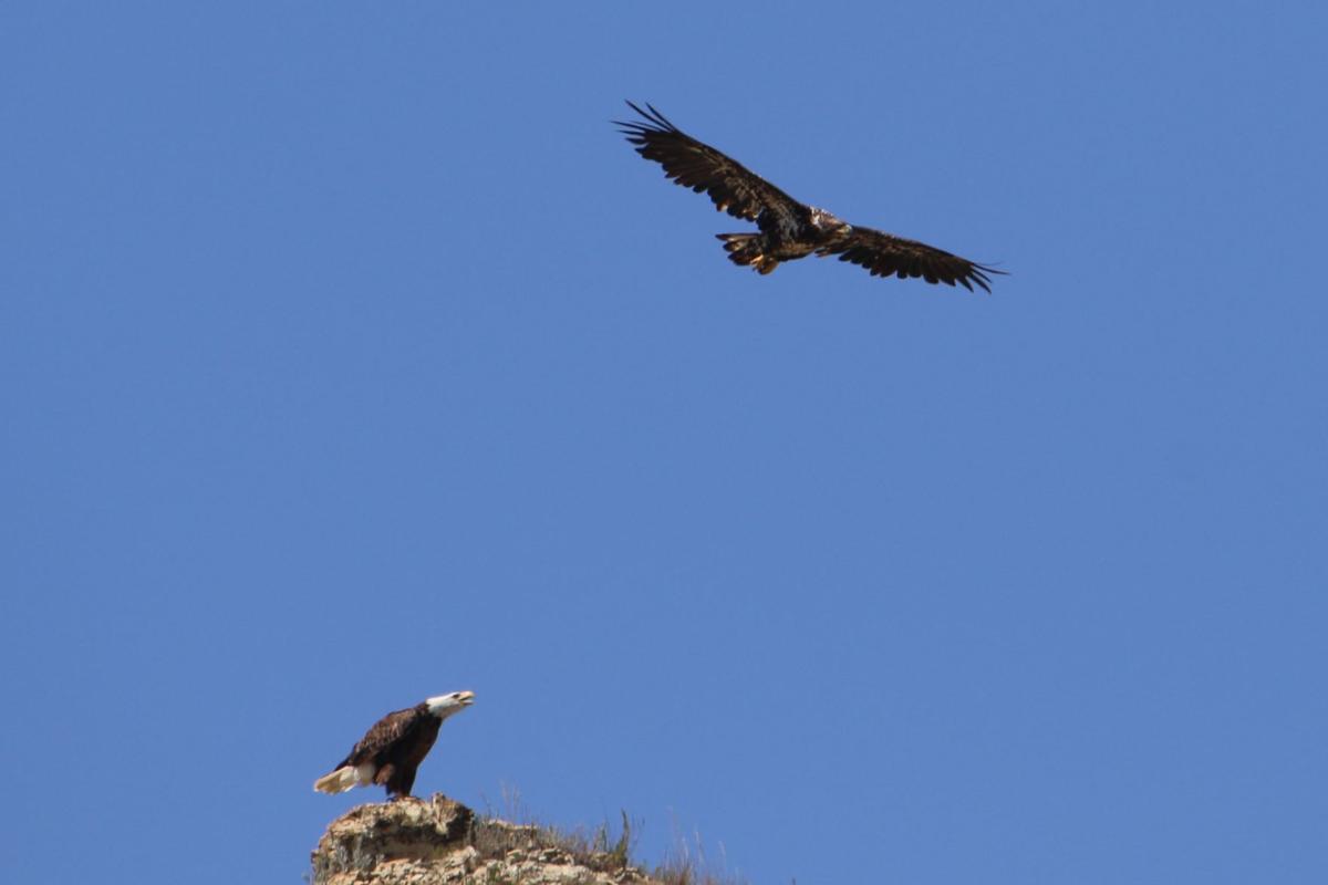 Bald Eagles