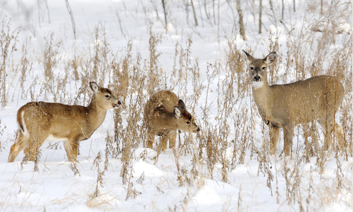 Hunters count down to opening day of deer season North Dakota News