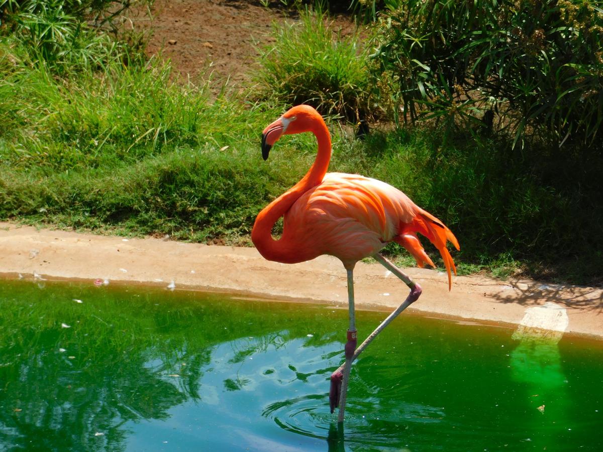 Flamingo