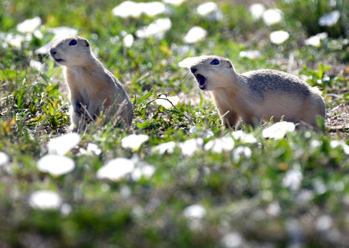 070821-nws-gophers-invade-1