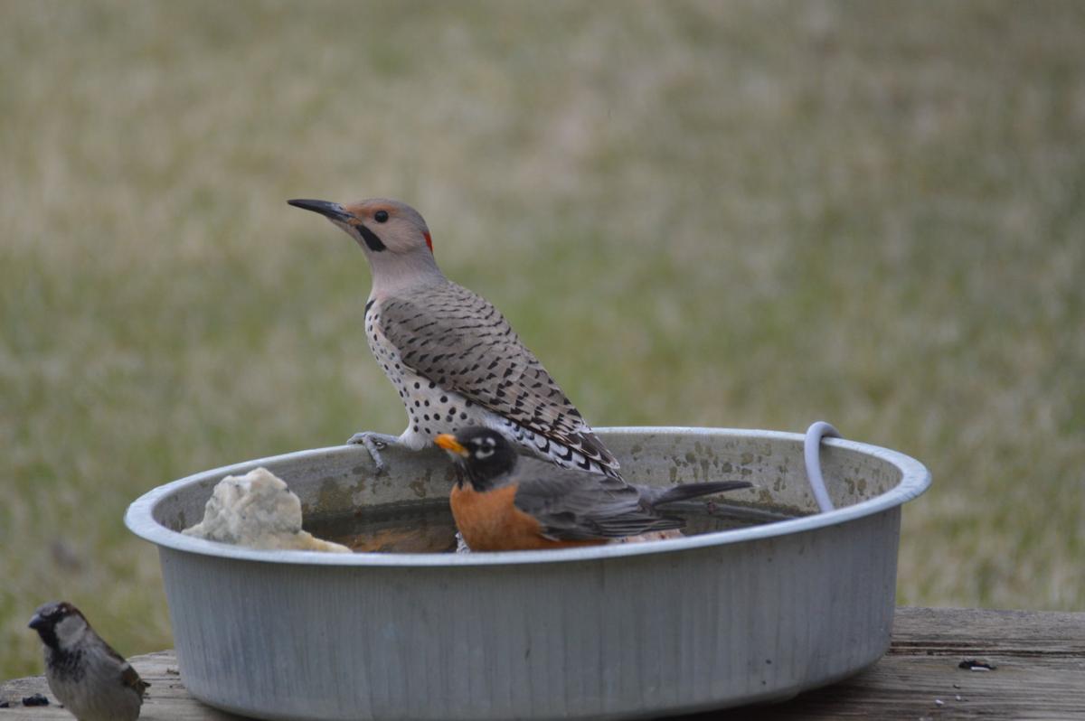 Bird Bathing Trio