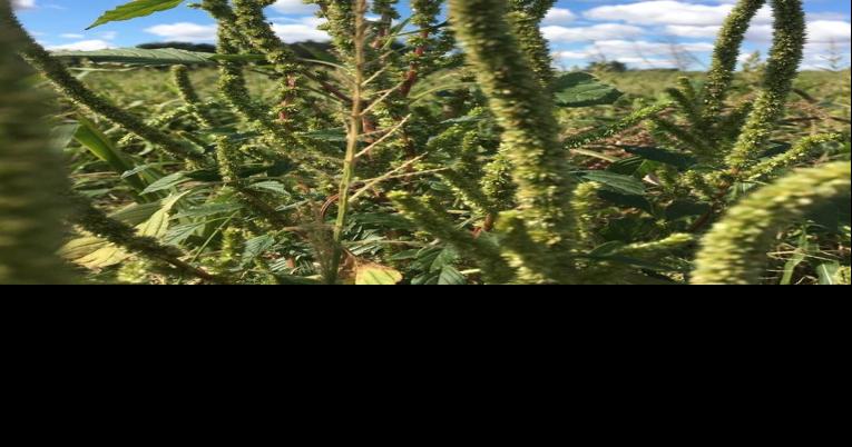 Super weed found in 3 more North Dakota counties; expert says threat is ‘eye-opening’