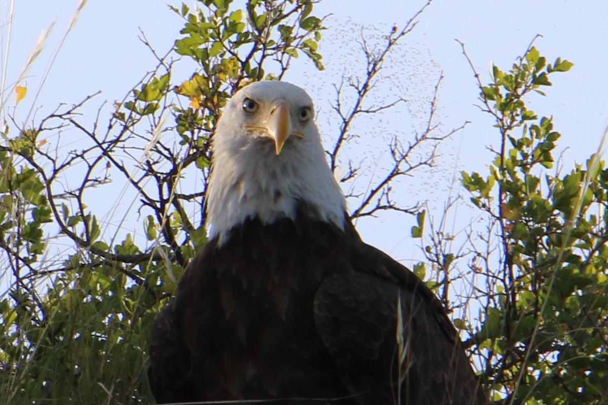 Bald Eagle Stare