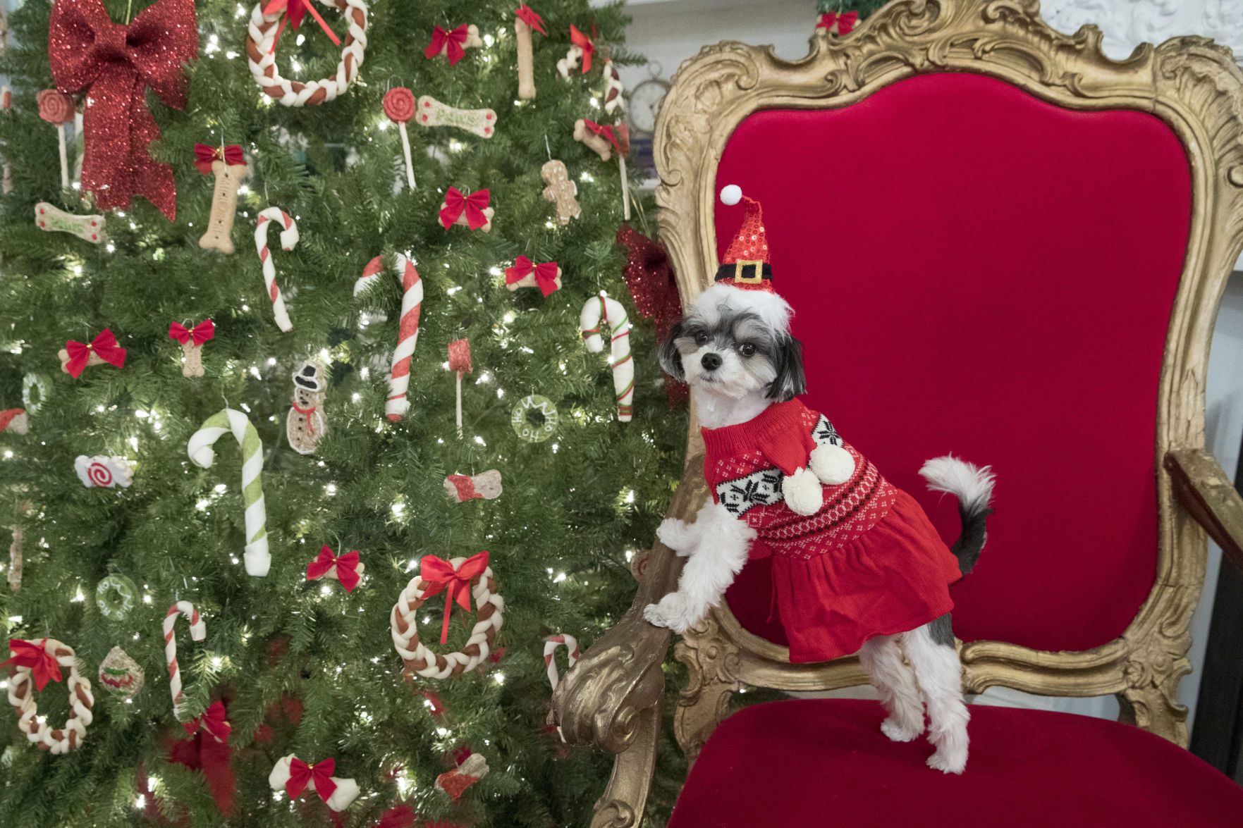 petsmart christmas sweaters