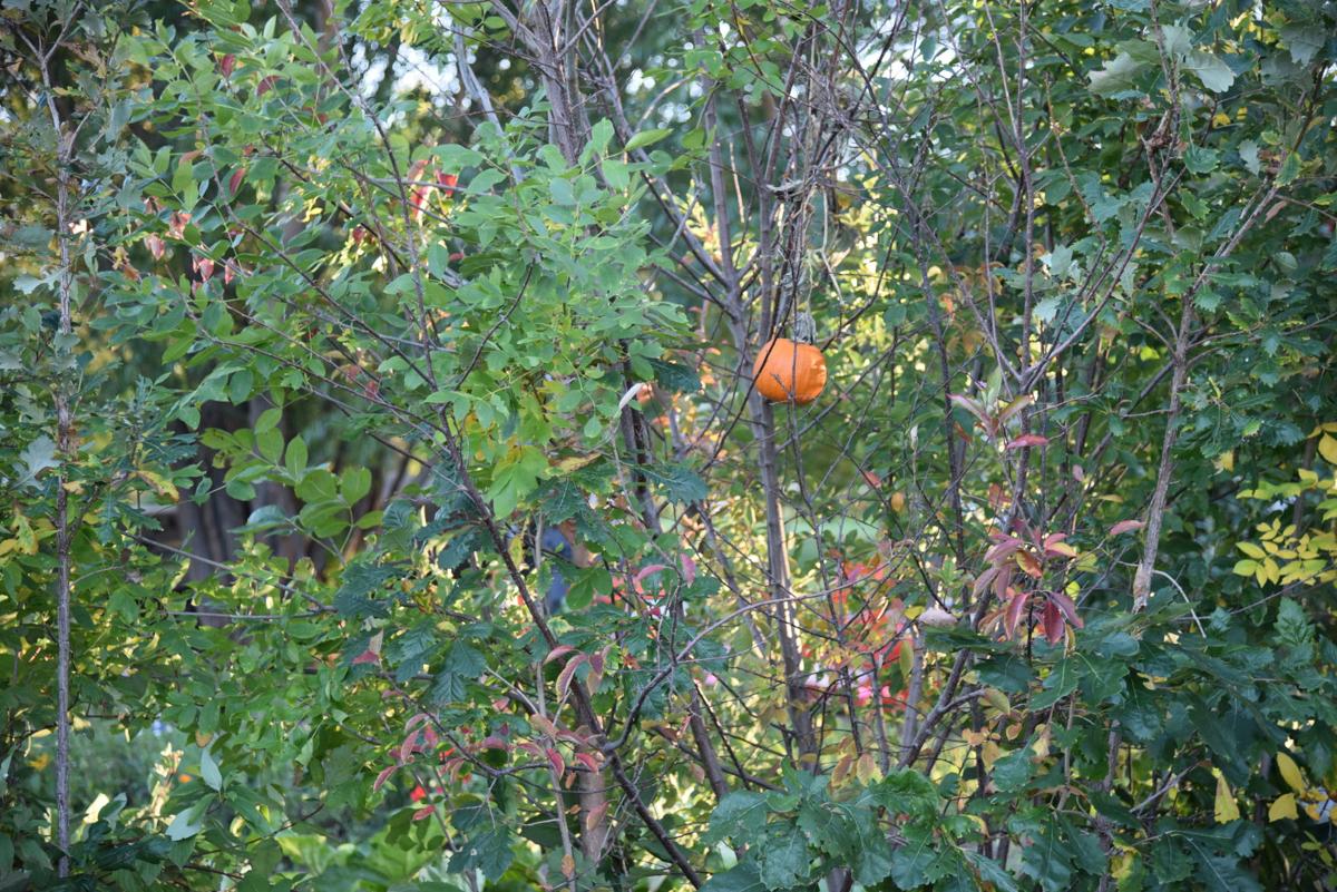 Pumpkin growing in a tree