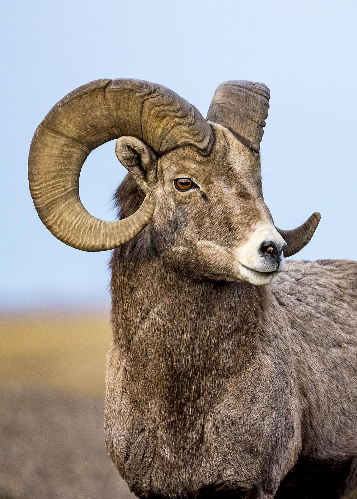 Bighorn hunting licenses increase in North Dakota but disease still a