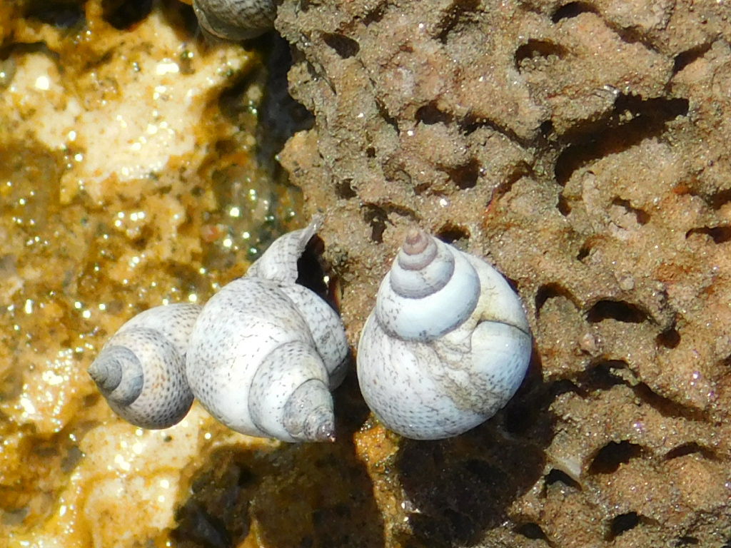 Snails