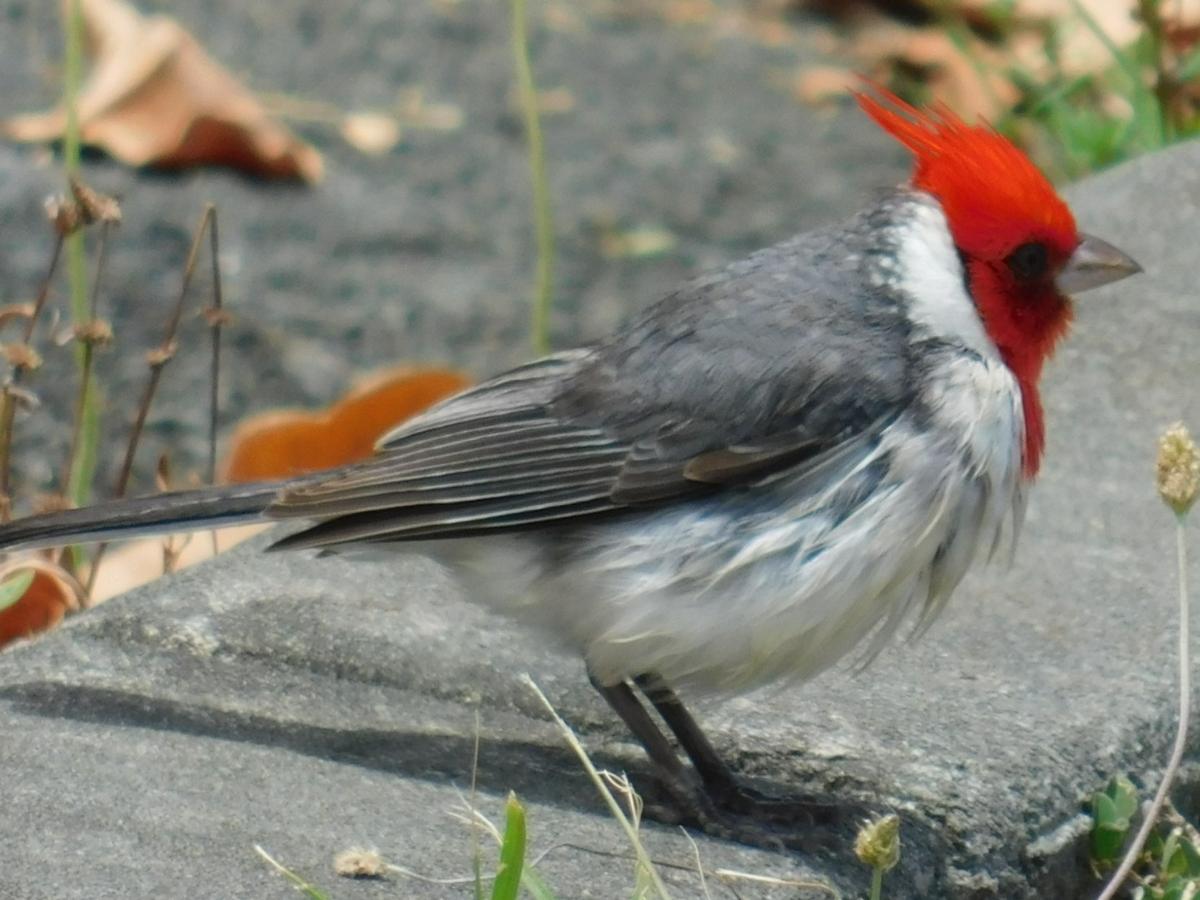 Red Crested Cardinal