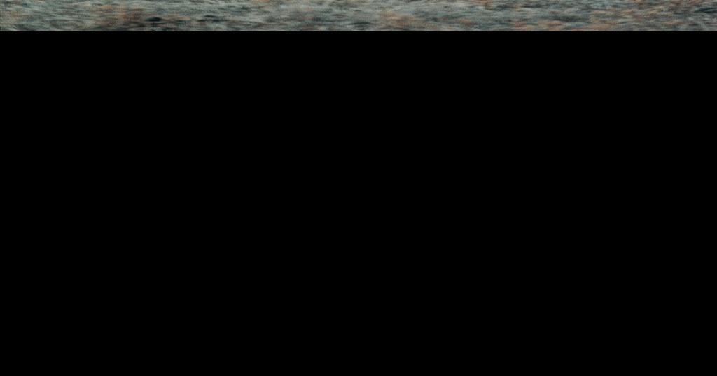 Coyote bounties do they work?