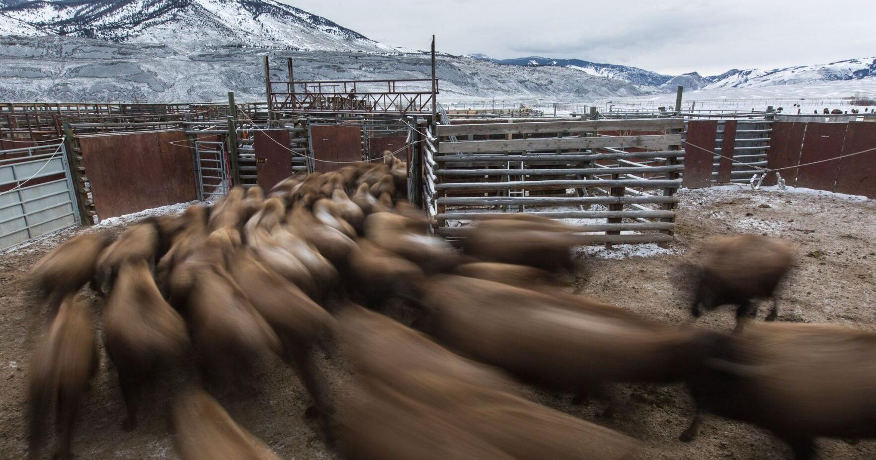 Bison captured for Yellowstone transfer program - Vimarsana News