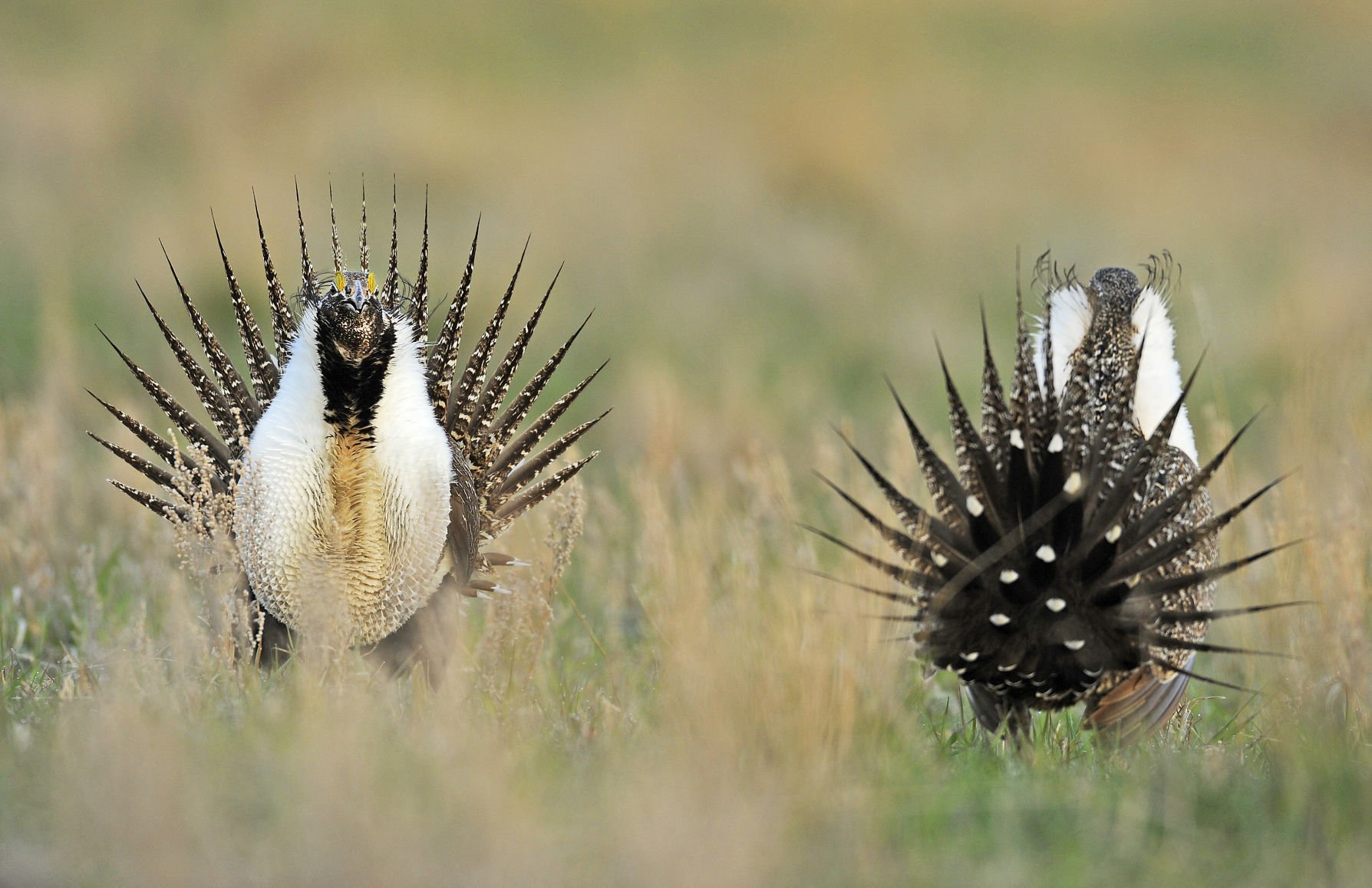 Yearslong effort to save sage grouse in ND takes a twist