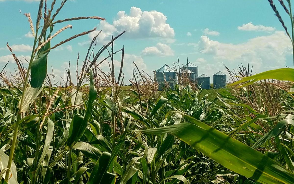 North Dakota expecting record corn, soybean, canola crops