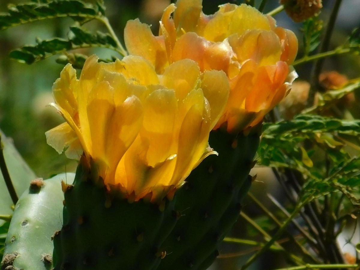 Cactus