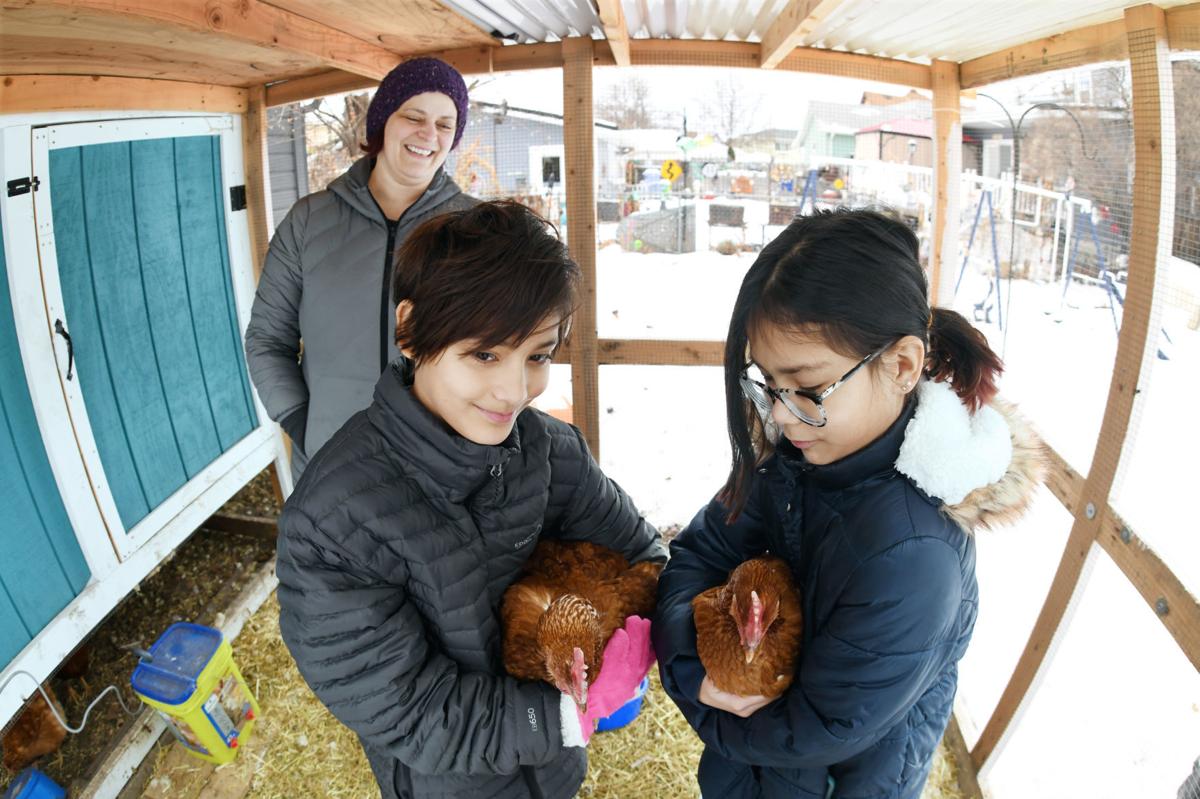 Mandan Backyard Chicken Owners Take Different Measures To Winter