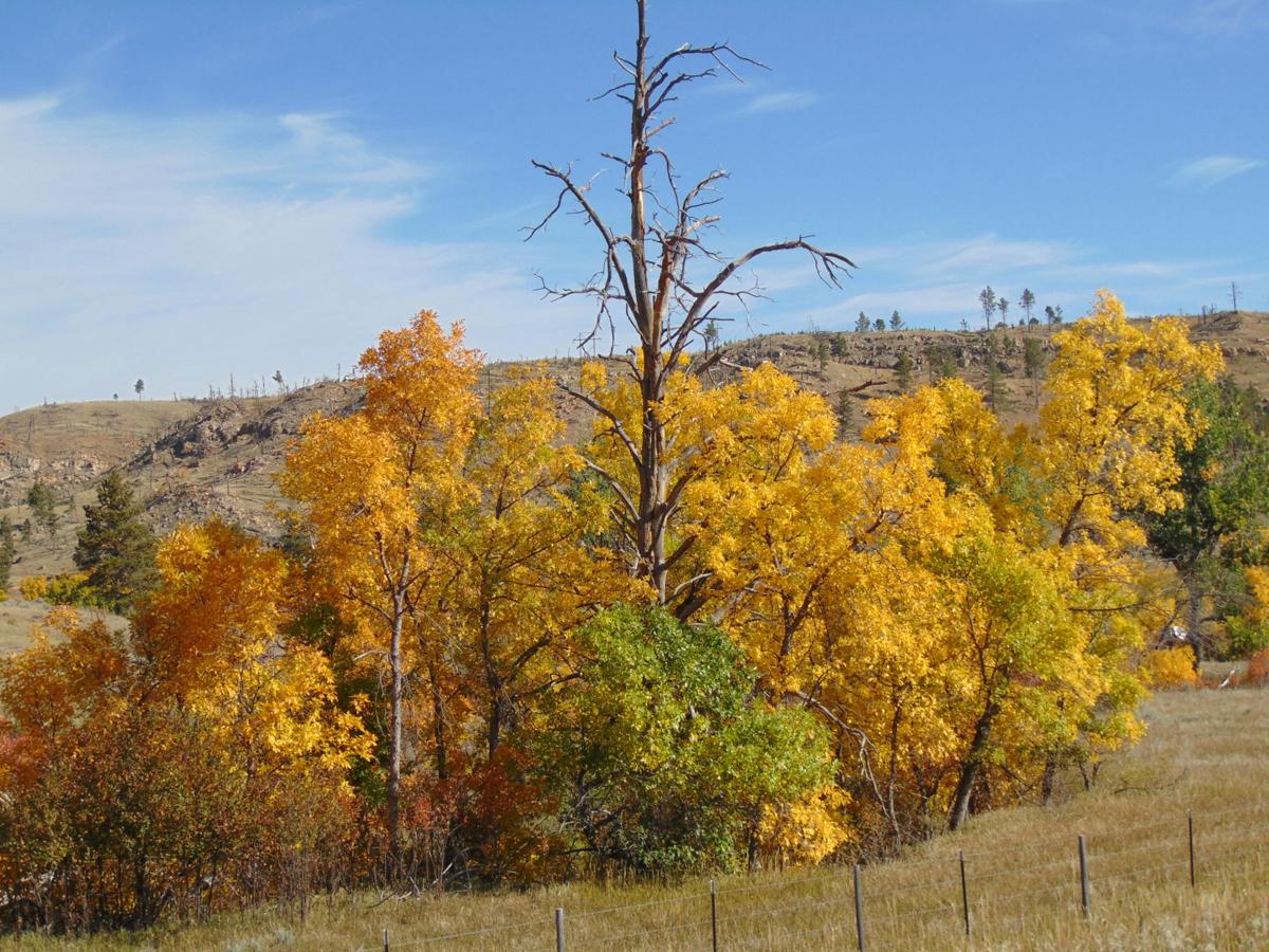 Colors in the Bighorns
