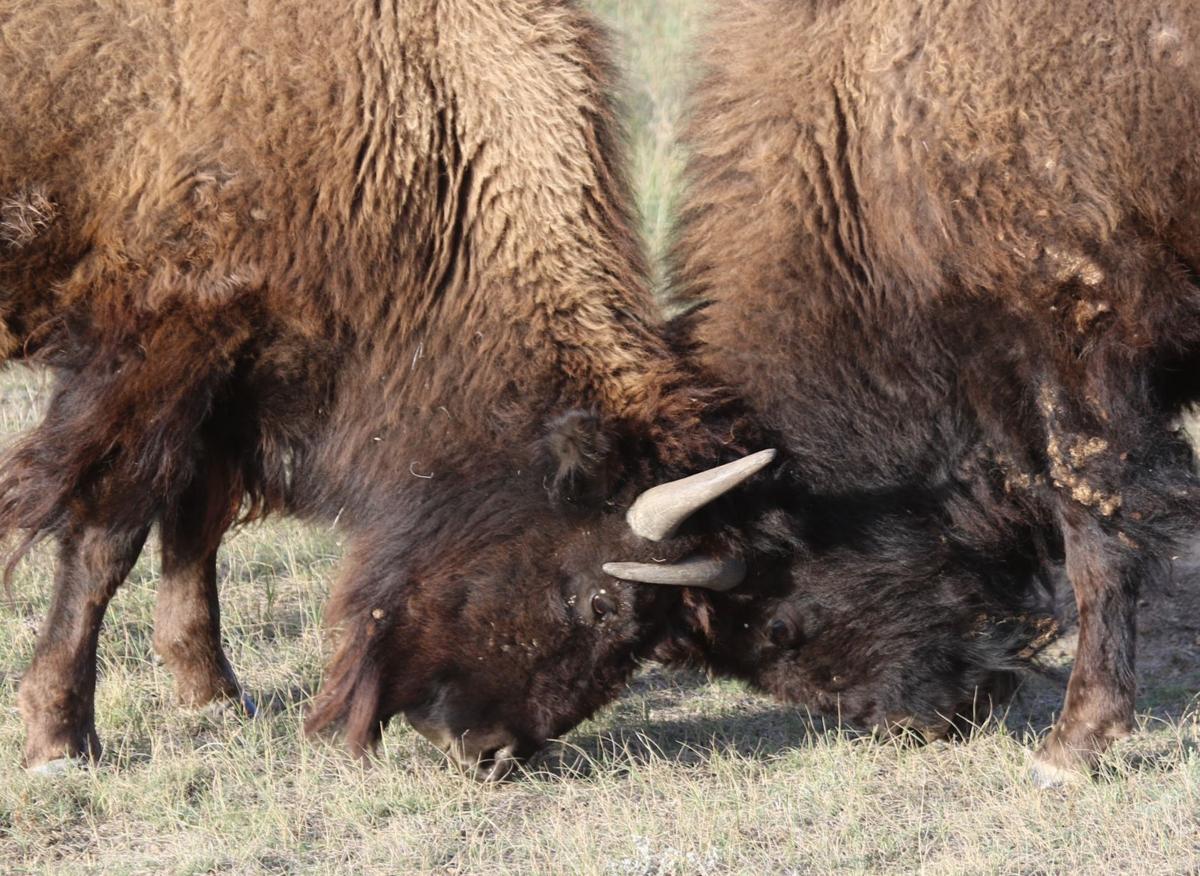 Bison Brawl