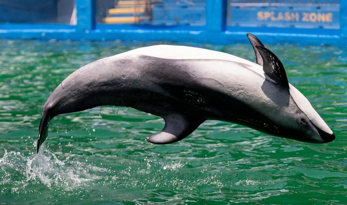 Jim Irsay joins forces with Miami Seaquarium to return Lolita the killer  whale to her home waters