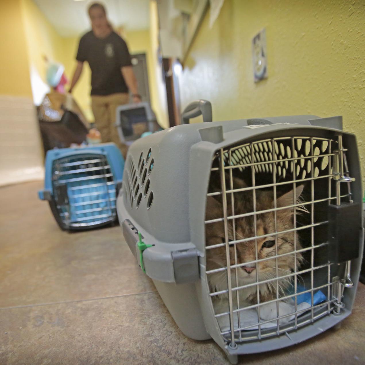 Two Cats Shot And Rescued By Fargo Organization In A Week