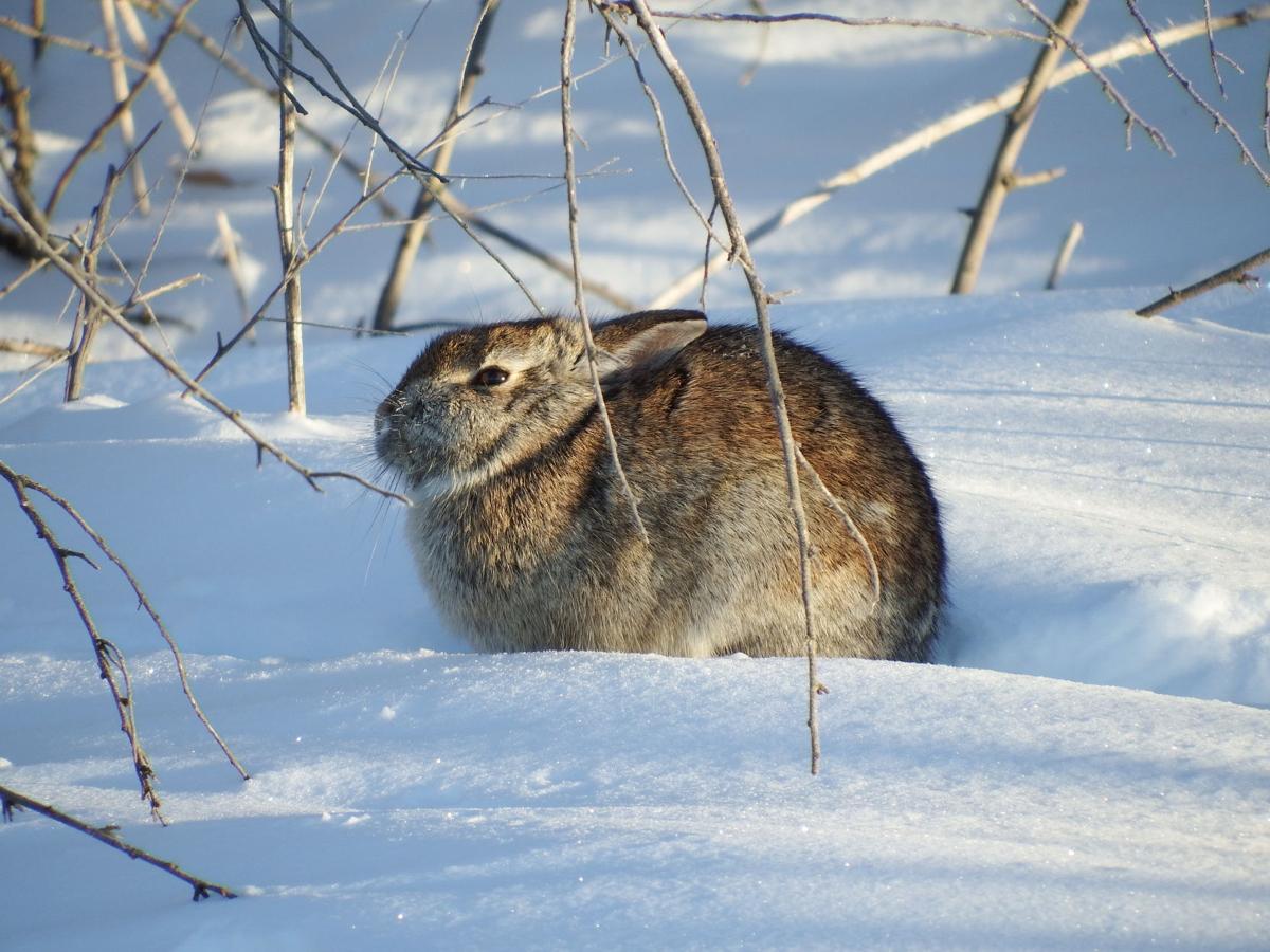Cotton tail 2