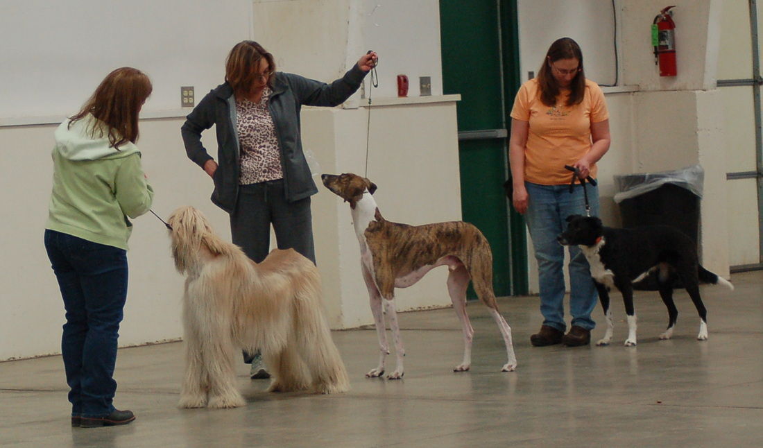 Hundreds to compete in Bismarck dog show