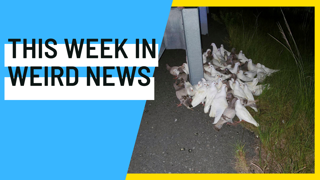 ‘Homing pigeons that can’t uncover their home’ block Florida freeway, and extra of this week’s weirdest information | Information