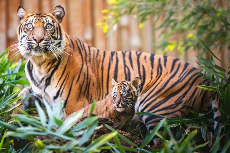 Polish zoo celebrates birth of 4 endangered Sumatran tigers