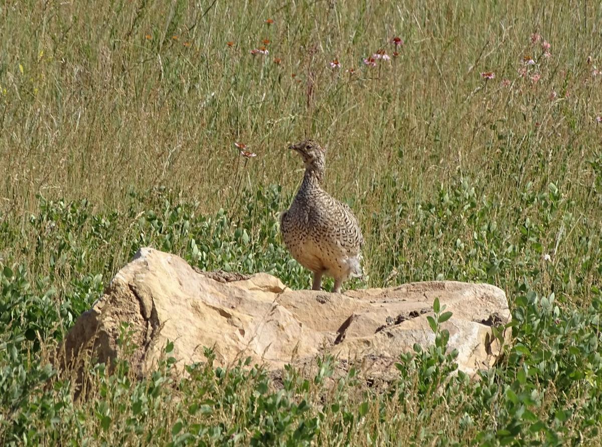 Sharptail Grouse