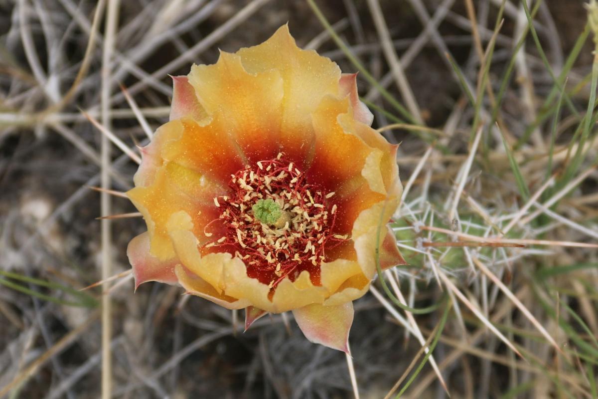 Picklypear Cactus