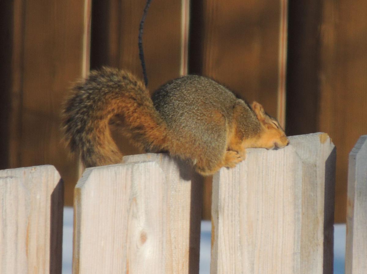 Enjoying The Sunshine