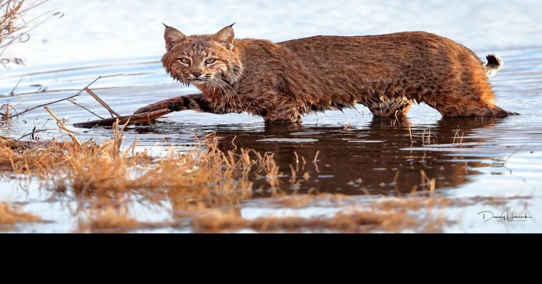 Bobcat hunting closed in eastern North Dakota