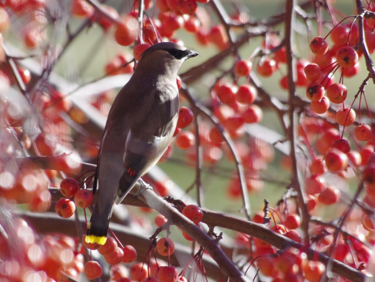 Cedar Waxwing in the Crabapples.