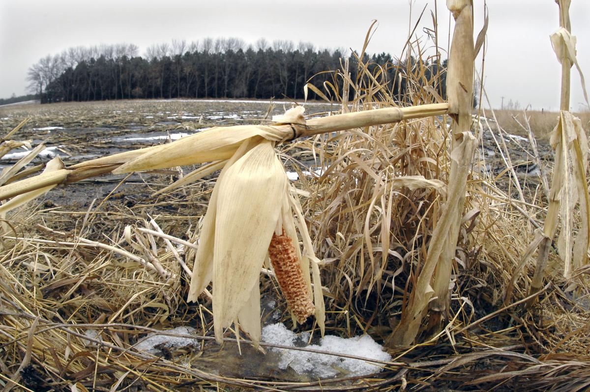Changing climate means changing crops