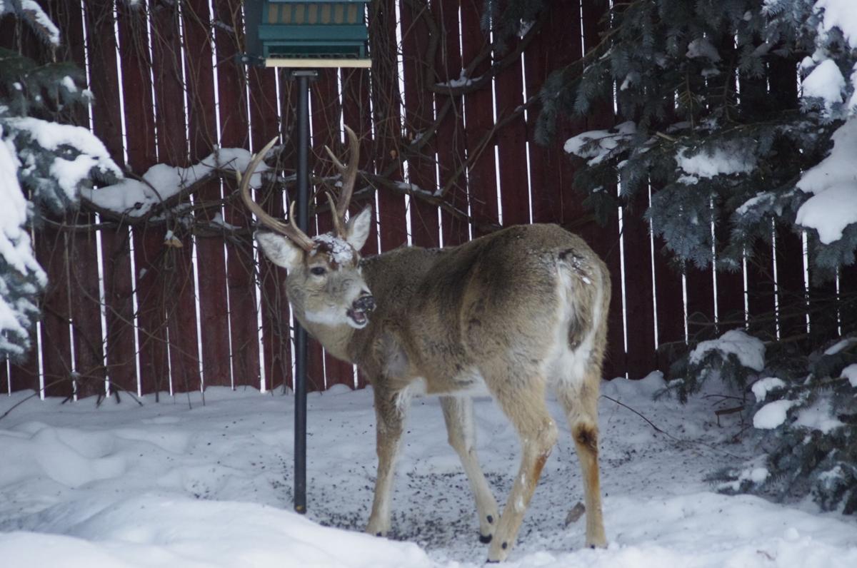 Backyard Buck