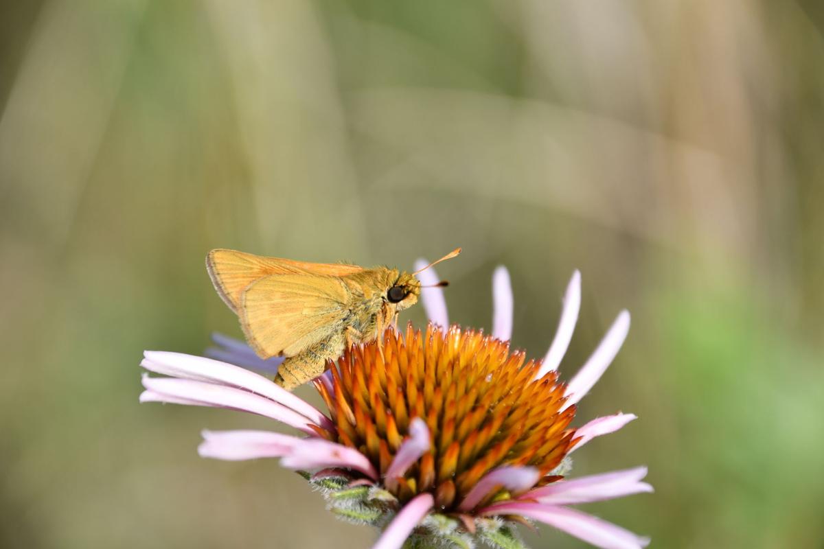 Conservationists aflutter about projects to protect Dakota skipper