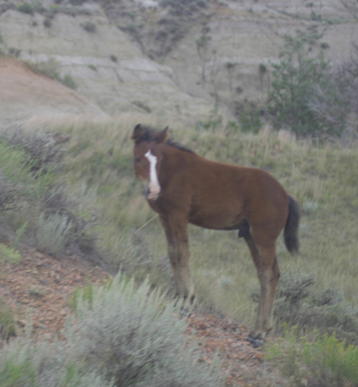Colt Looking for Mother