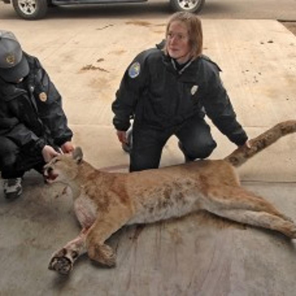 Mountain Lion Shot In Bismarck Local News For Bismarck Mandan North Dakota Bismarcktribune Com