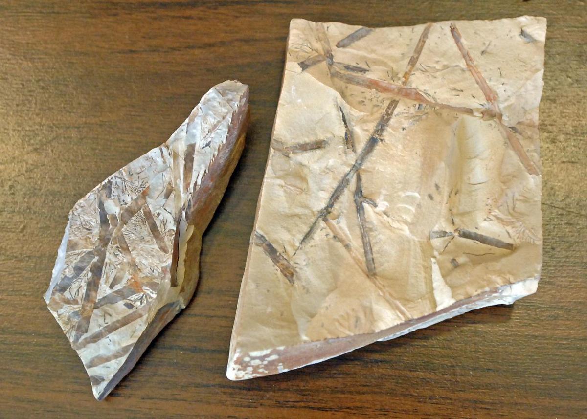 Rocking National Fossil Day Local news for BismarckMandan, North