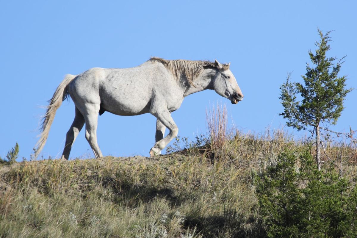White Stallion
