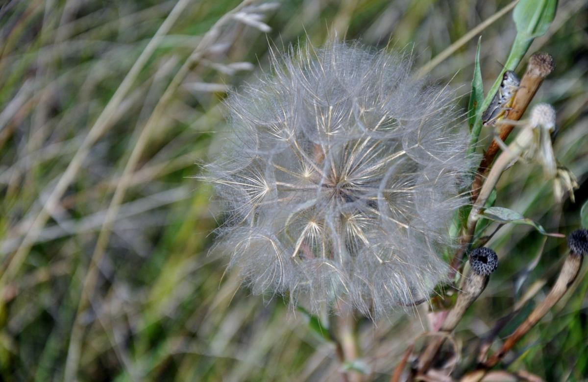 Grasshopper Poof!